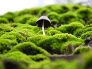 5. Mushroom