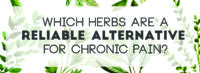 Which Herbs are a Reliable Alternative for Chronic Pain?